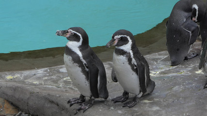 Humboldt penguins. Spheniscus Humboldti.