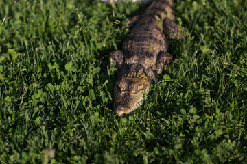Crocodile Alligator