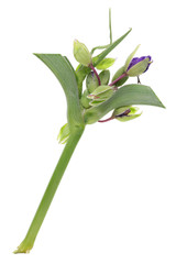 First April forest wild  blue  flowers with leaves and buds.