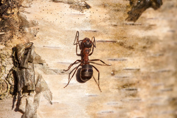 Ants on a tree in sunny weather