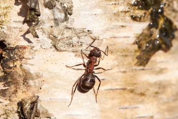 Ants on a tree in sunny weather