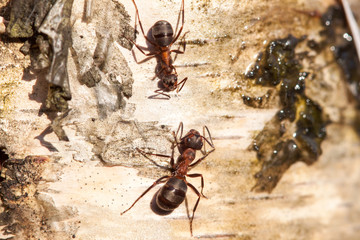 Ants on a tree in sunny weather
