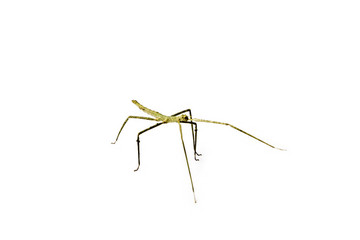 Annam Stick Insect. Annam Walking Stick.
