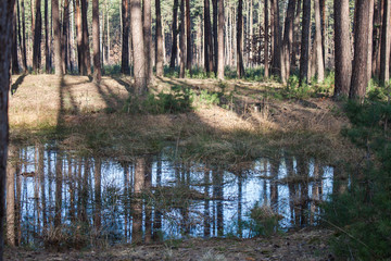 The swamp in the forest