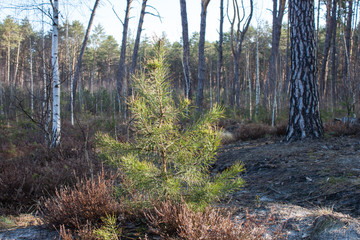 Young pine in the forest