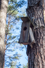 Old broken birdhouse in the forest