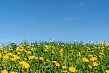 Yellow dandelion flowers under blue sky