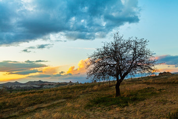 Fototapeta na wymiar Sunset and lonley tree in the field