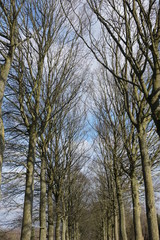 cime d'arbre fin de l'hiver