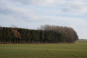 Fototapeta premium Bois