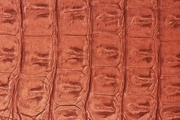 Crocodile skin