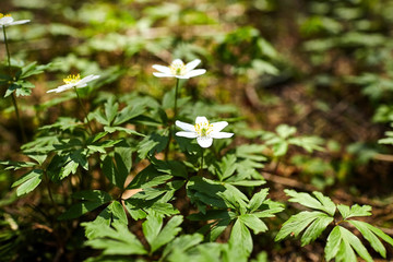 The first spring flowers in the forest - white snowdrops