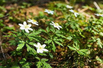 The first spring flowers in the forest - white snowdrops