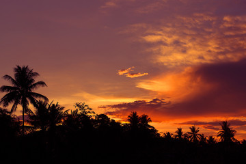 tropical palm tree at sunset