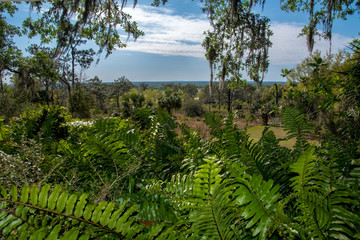 Tropical park, panorama.