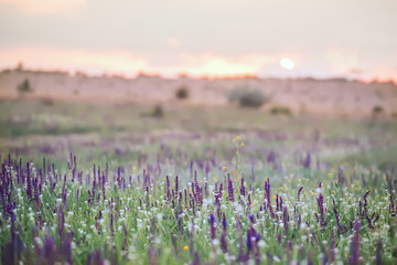 A beautiful meadow with different wildflowers and flowers of sage at sunset.

