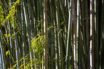 Bamboo trunks. Green leaves lit by the sun.