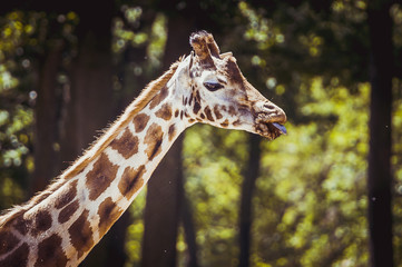 Girafe