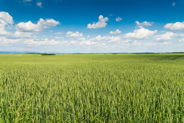 green field