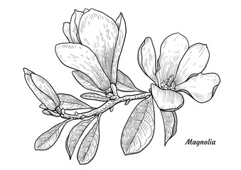 Magnolia flower illustration, drawing, engraving, ink, line art, vector
