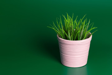 Decorative grass in flowerpot