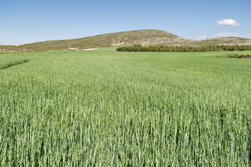 champ de blé vert