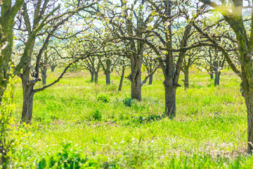 apple garden with blossoming trees
