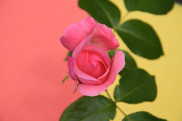 Pink rose on bicolor background