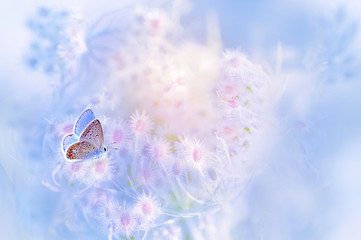A gentle blue butterfly on a fluffy pink flower in nature in soft pastel colors with a soft focus,...