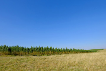 Plantation of Eucalyptus trees for paper or timber industry, Uruguay, South America. This kind of monoculture also takes place in Argentina, Chile and Brazil.