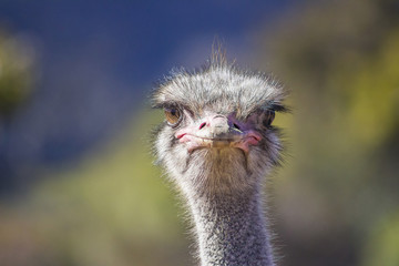 Close up of Ostrich head on with soft background