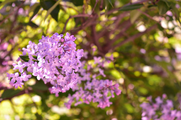 Fototapeta na wymiar Purple lilac blooming on green background