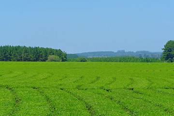 Beautiful green Mate tea plantation field in province Misiones Argentina, South America