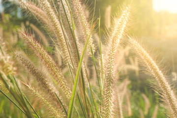Foxtail grass flower in the field with sunlight shines