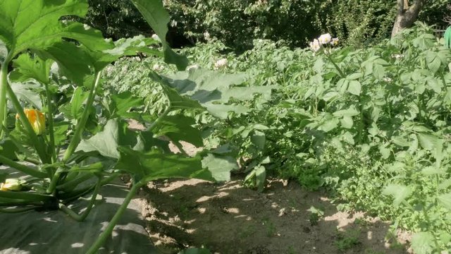 Patate e zucchine