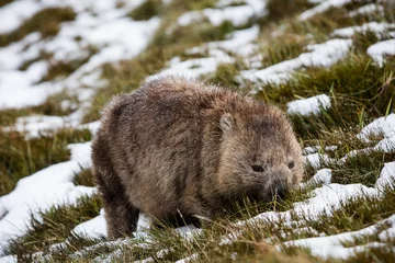 Peel and stick wall murals Cradle Mountain Wombat foraging in the snow at Cradle Mountain, Tasmania