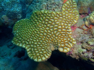 Stone coral
