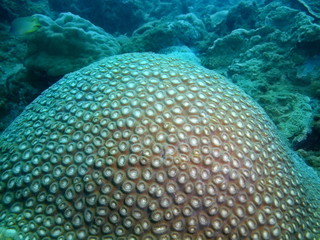 Stone coral