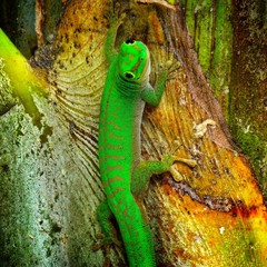 Gecko diurne et arboricole ou Phelsuma astriata