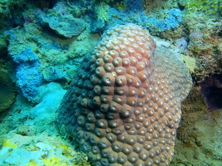 Stone coral