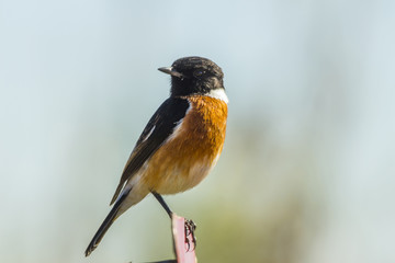 Stone Chat perched with soft background