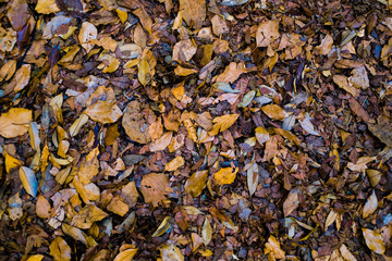 Colorful autumn fallen leaves on brown forest soil background
