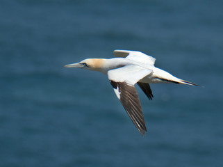 Gannets are seabirds comprising the genus Morus, in the family Sulidae, closely related to boobies. 