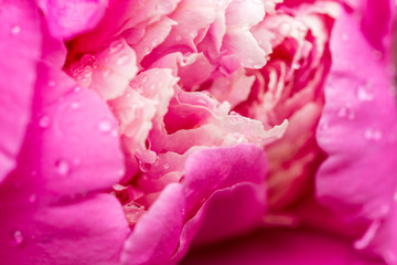 Peony Flower Petals Closeup