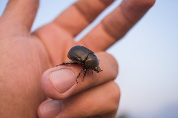 Black bug beetle walking on a hand palm with nature background