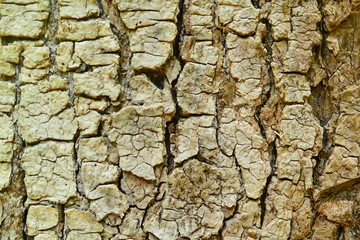 aging wood bark with beautiful cracks