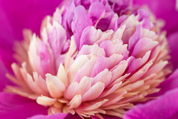Pink Flower Petals Close up