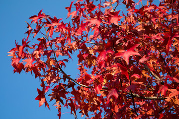 Red Maple Tree Leaves in Autumn at Kyoto, Japan