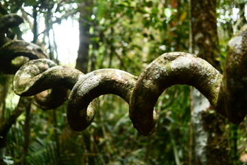 Naklejka premium natural curly vine in the jungle 