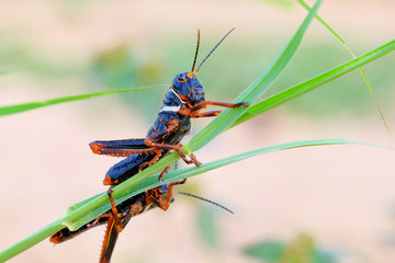 Black, orange red grasshopper, Gran Chaco, Paraguay South America